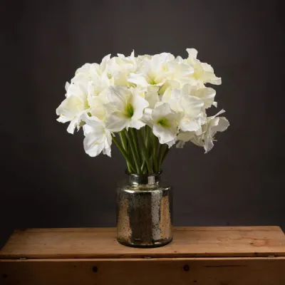 Classic White Amaryllis Flower