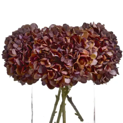 Autumn Coffee Hydrangea