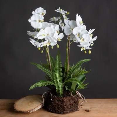 Large White Orchid And Fern Garden In Rootball