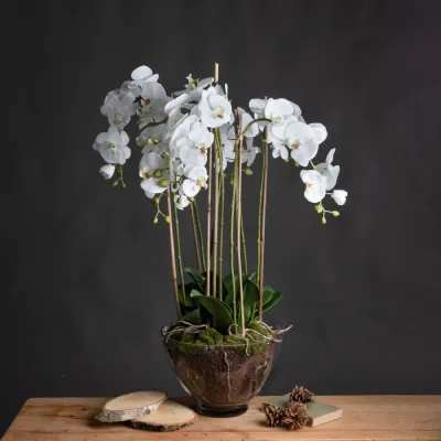 Large White Orchid In Glass Pot