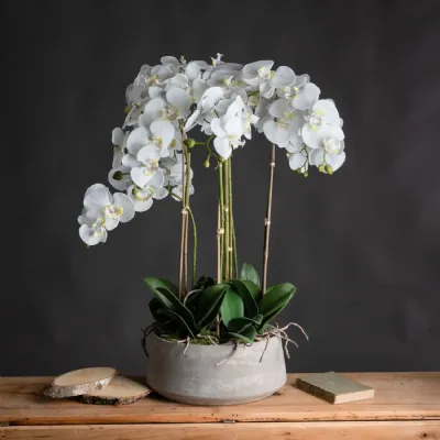 Large White Orchid In Stone Pot