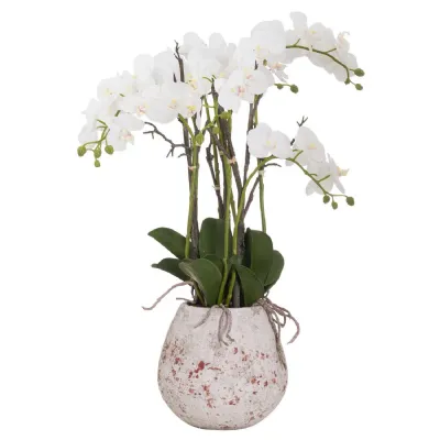 Speckled Stone Potted Orchid