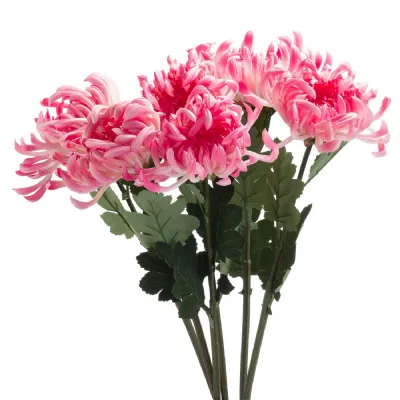 Spider Chrysanthemum