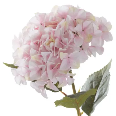 Giant Pink Hydrangea