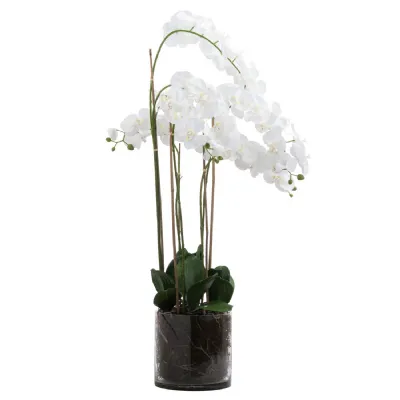 Large White Tall Orchid In Glass Pot