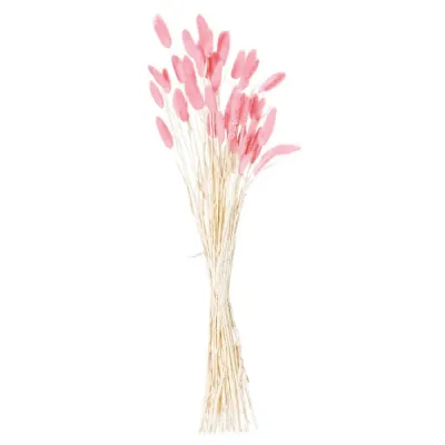 Dried Pale Pink Bunny Tail Bunch Of 40