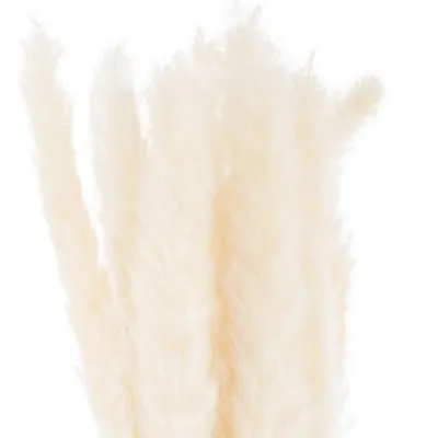 Mini White Pampas Grass Bunch Of 15