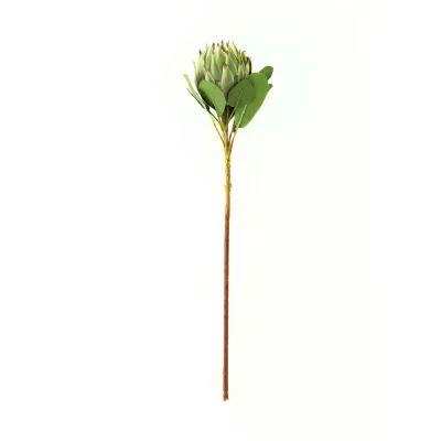 Large Green Protea