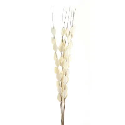 Bouquet Of Dried Thlaspi Arvense