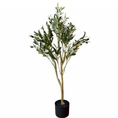 Calabria Small Olive Tree