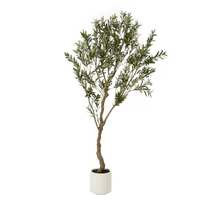 Apulia Olive Tree In White Pot 200Cm