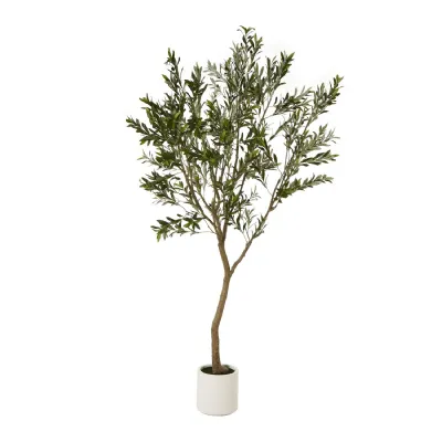 Apulia Olive Tree In White Pot 240Cm
