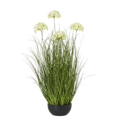 Large White Allium Plant In Pot