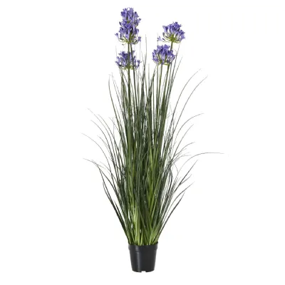 Large Blue Agapanthus Plant In Pot