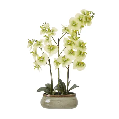 Large Green Orchid In Ceramic Pot
