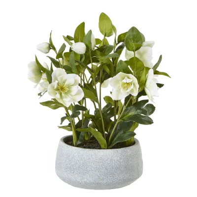 White Hellebore Plant In Grey Pot