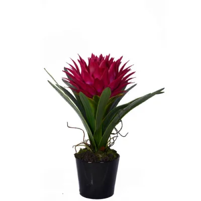 Ceramic Black Pot With Tropical Pink Plant