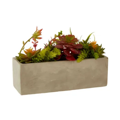 Mixed Succulents In A Grey Cement Pot
