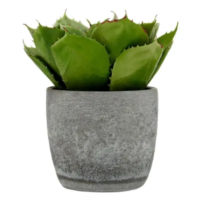Large Succulent with Grey Cement Pot