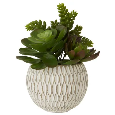 Mixed Succulent in White Mesh Like Texture Ceramic Pot