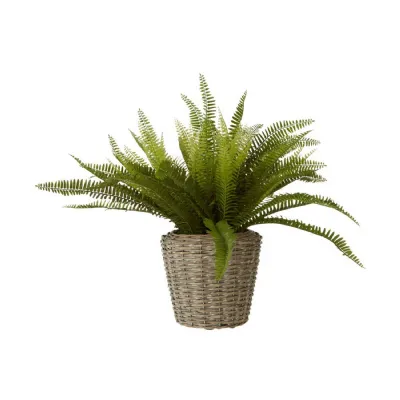 Large Boston Fern In A Natural Wicker Pot