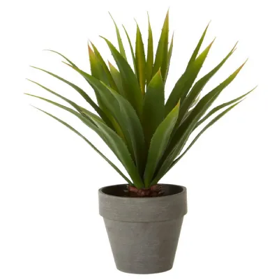 Large Agave Succulent In A Grey Tapered Flower Pot