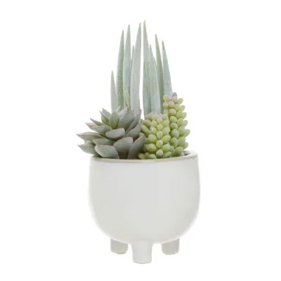 Mixed Succulents In A Small White Round Pot