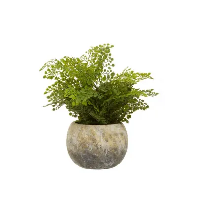 Delicate Fern In A Multicolour Cement Pot
