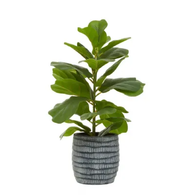 Black And White Cement Pot With Small Ficus Benjamina