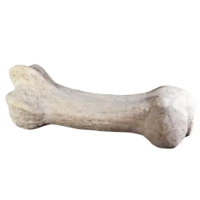 Dinosaur Bone 110cm