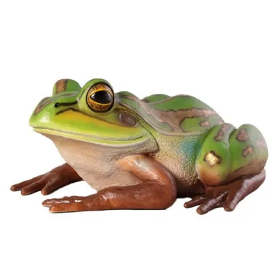 Giant Green and Golden Bell Frog 84cm