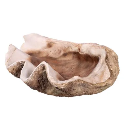 Giant Shell Clam 71cm