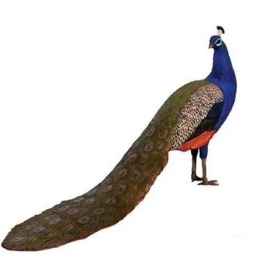 Peacock 142cm