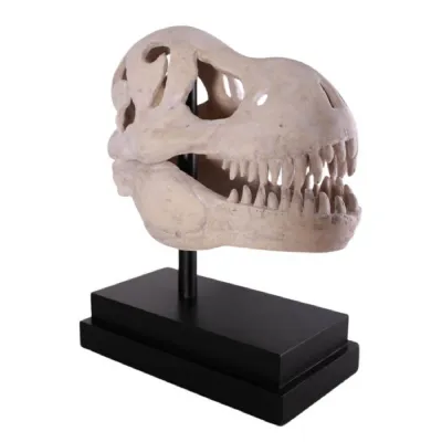 T Rex Skull on Base 57cm
