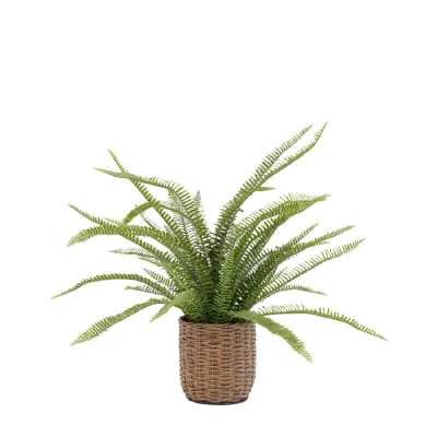 Green Fern Plant Large