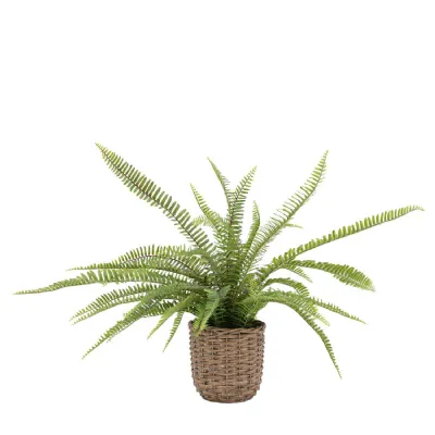 Potted Fern Plant 810mm