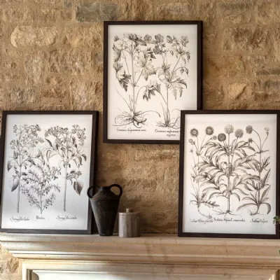 Botanical Illustrations Dark Wooden Framed Set of 3 Wall Arts