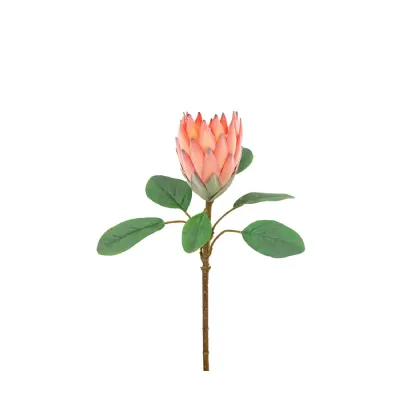 Stem Statement Tropical Apricot 12pk