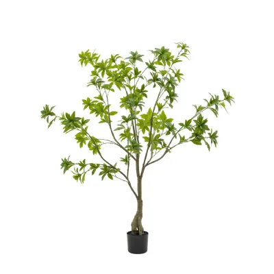 Pierisjaponica 5ft Tree