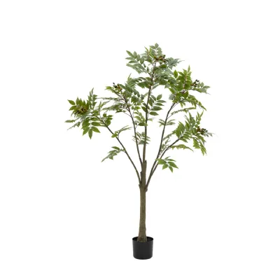 Green Chinese White Olive Tree Large