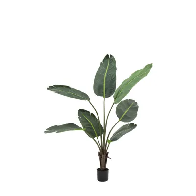 4 Foot Green Travellers Palm Tree 4ft