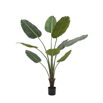 5 Foot Green Travellers Palm Tree 5ft
