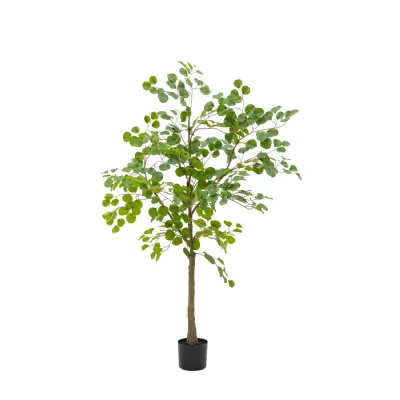 Eucalyptus Tree