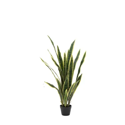Sansevieria Plant 4ft