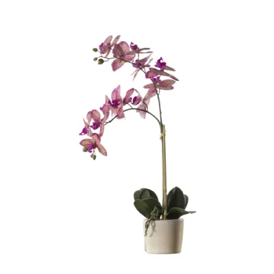 Orchid Pink w Ceramic Pot 300x220x500mm