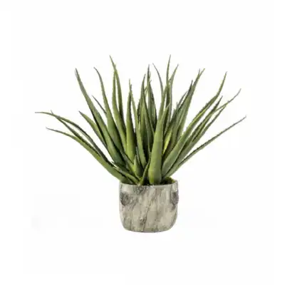 Aloe With Bark Effect Pot