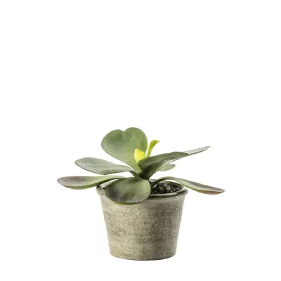 Kalanchoe Pale Green 110x110x150mm