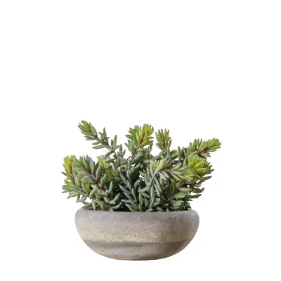 Sedum Green w Cement Bowl Large 180x180x230mm