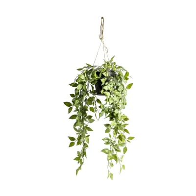 Hanging Scindapsus Small 180x180x480mm