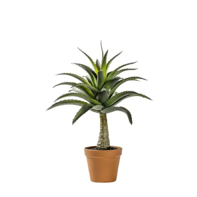 Potted Agave 430x430x570mm